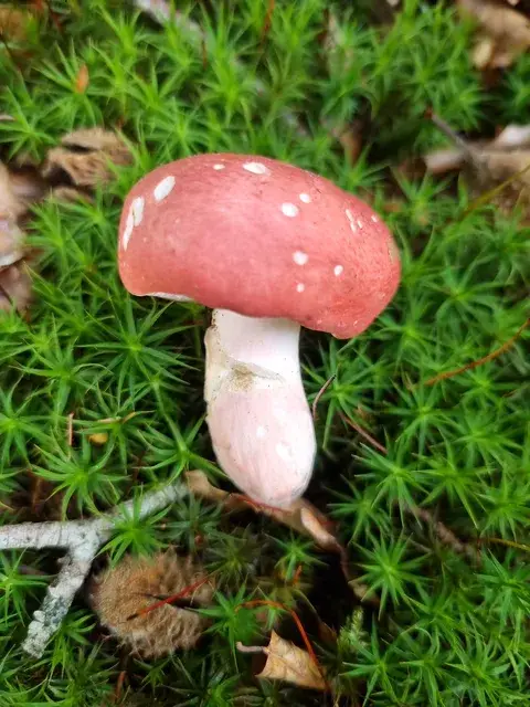 Russula rosea — ficha de estudio