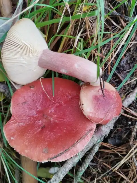Russula sanguinea — ficha de estudio