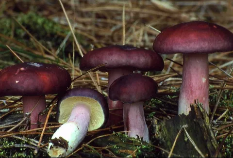 Russula sardonia (Rúsula sardonica) — ficha de estudio