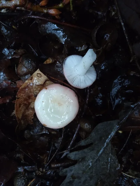 Russula silvestris — ficha de estudio