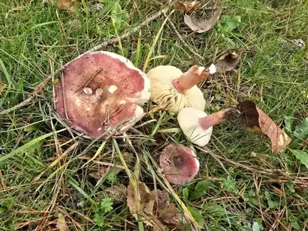 Russula torulosa (Rúsula torulosa) — ficha de estudio
