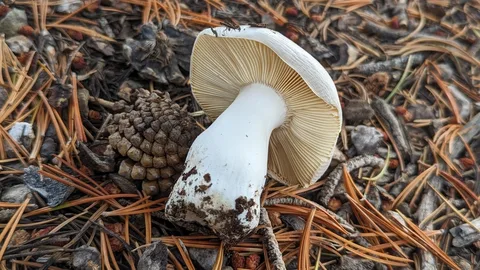 Russula turci — ficha de estudio