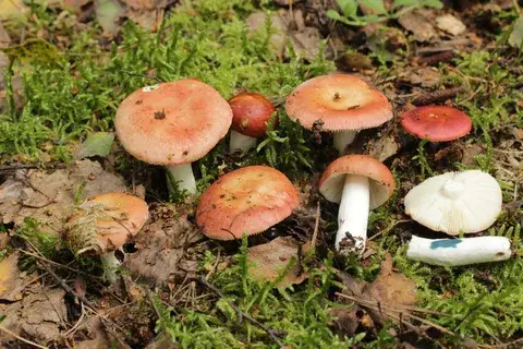 Russula velenovskyi — ficha de estudio