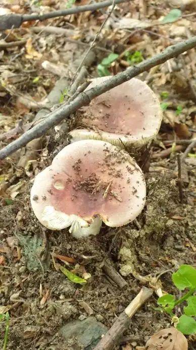 Russula vesca (Rúsula de los cerdos) — ficha de estudio