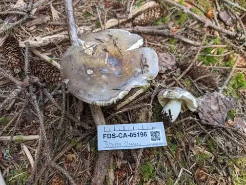 Russula vinosa — ficha de estudio