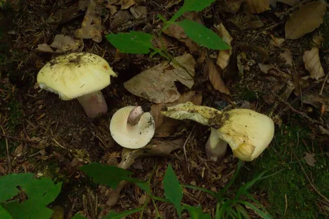 Russula violeipes — ficha de estudio