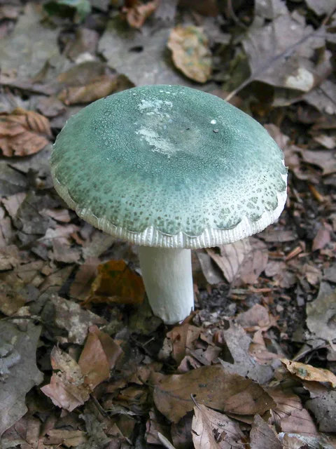 Russula virescens — foto de estudio (proxy same-origin)