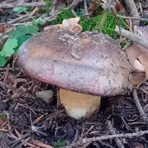 Russula viscida — ficha de estudio
