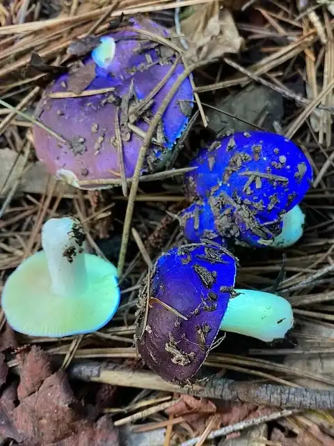 Russula xerampelina (Rúsula gamba) — ficha de estudio