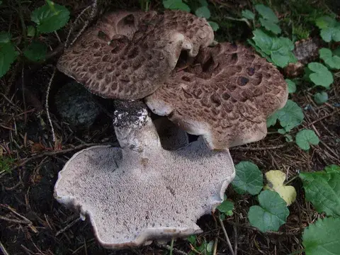 Sarcodon imbricatus (Hidno escamoso) — misma familia de estudio. Solo orientación.