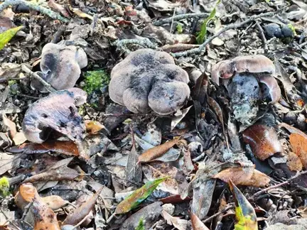 Sarcodon joeides — ficha de estudio