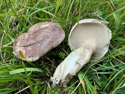 Sarcodon leucopus — ficha de estudio