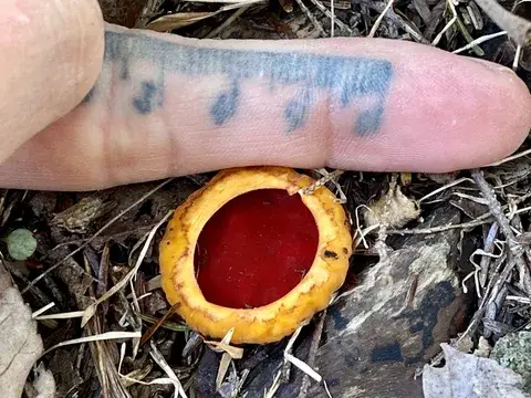 Sarcoscypha coccinea (Copa escarlata) — ficha de estudio