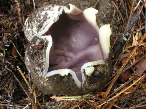 Sarcosphaera coronaria (Corona violeta) — ficha de estudio