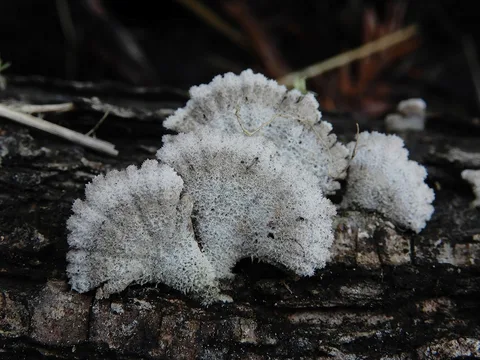 Schizophyllum commune (Cola de gallo) — ficha de estudio
