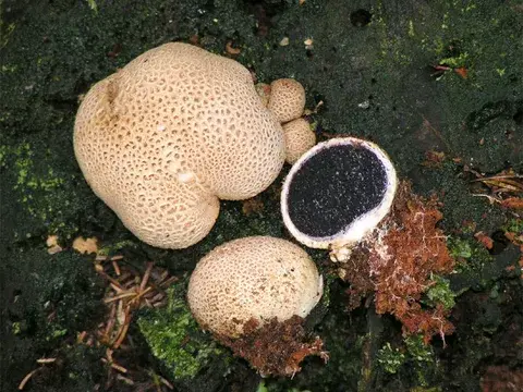 Scleroderma citrinum (Falso cuesco de lobo amarillo) — ficha de estudio