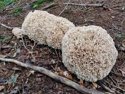 Sparassis brevipes (Sparassis de conífera) — ficha de estudio