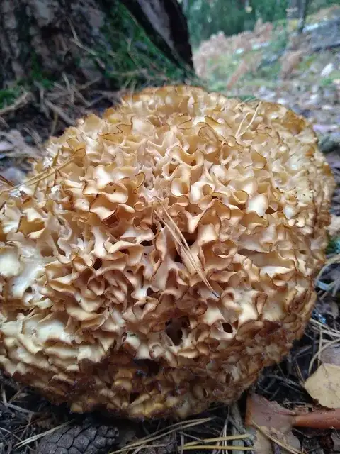 Sparassis crispa (Coliflor) — misma familia de estudio. Solo orientación.