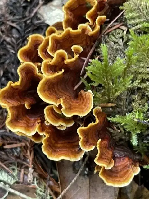 Stereum hirsutum (Cortina peluda) — ficha de estudio
