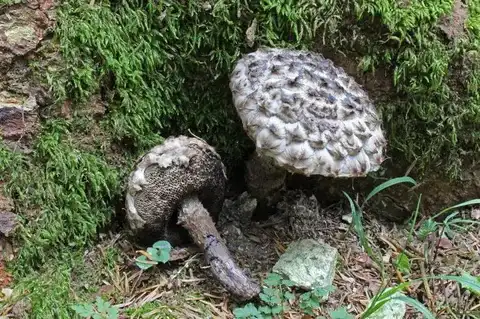 Strobilomyces strobilaceus (Boletus piña) — ficha de estudio