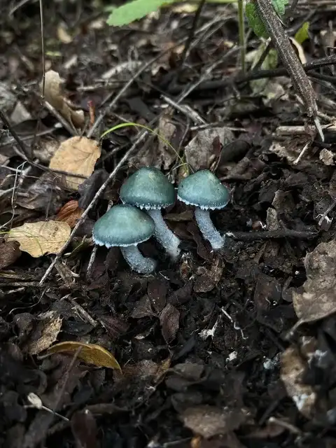 Stropharia aeruginosa (Estrofaria verde) — ficha de estudio