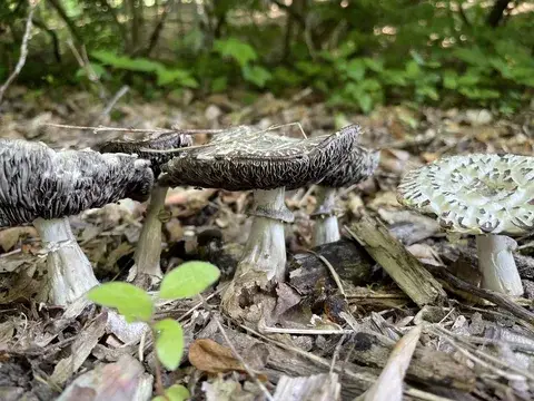 Stropharia rugosoannulata (Estrofaria de anillo rugoso) — ficha de estudio