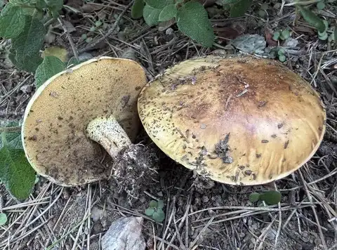 Suillus bellinii (Boleto de Bellini) — misma familia de estudio. Solo orientación.