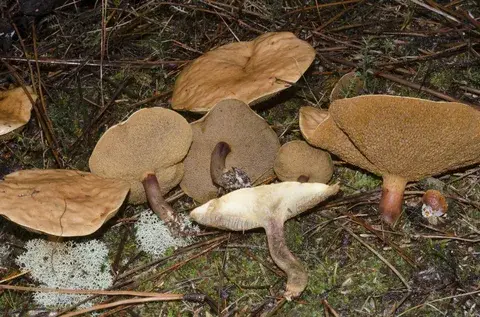 Suillus bovinus (Bocaldo) — misma familia de estudio. Solo orientación.