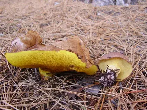 Suillus collinitus (Boleto collinitus) — misma familia de estudio. Solo orientación.
