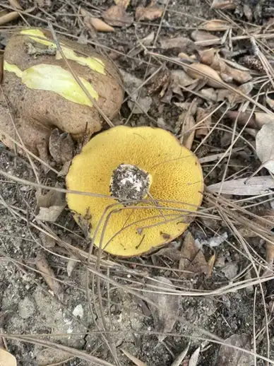 Suillus granulatus (Bocalbo anillado) — ficha de estudio
