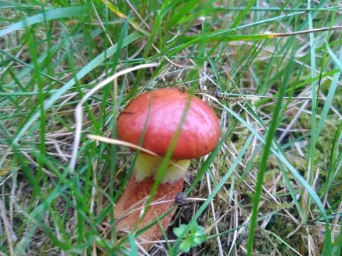 Confundible con Suillus grevillei (Boleto del alerce) — foto de estudio comparativa. Solo orientación.