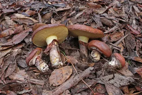 Fotografía de referencia de Suillus luteus para la ficha de Canarias