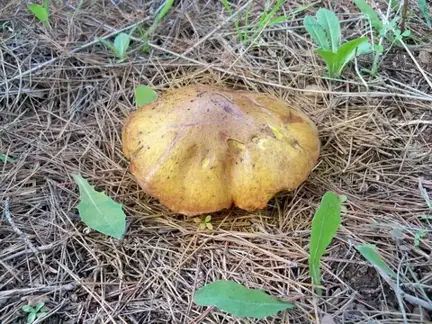 Suillus mediterraneensis (Boleto mediterráneo) — ficha de estudio