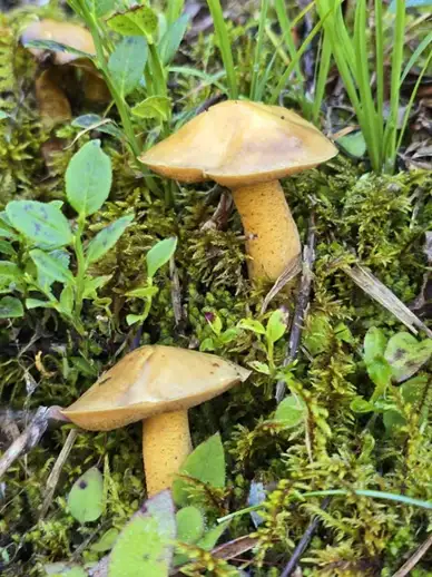 Suillus plorans — ficha de estudio