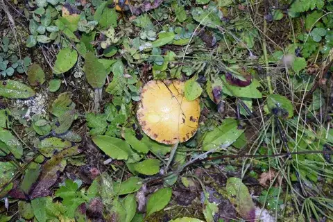 Suillus sibiricus — ficha de estudio