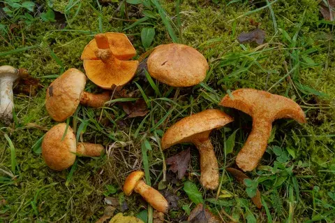 Suillus tridentinus — ficha de estudio