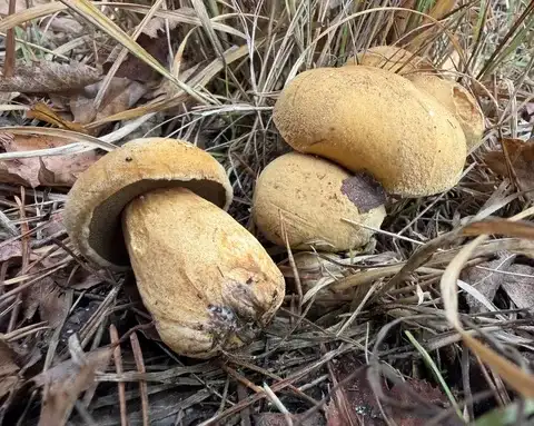 Suillus variegatus — ficha de estudio