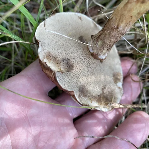 Suillus viscidus — ficha de estudio