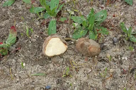 Terfezia arenaria (Criadilla de tierra) — misma familia de estudio. Solo orientación.