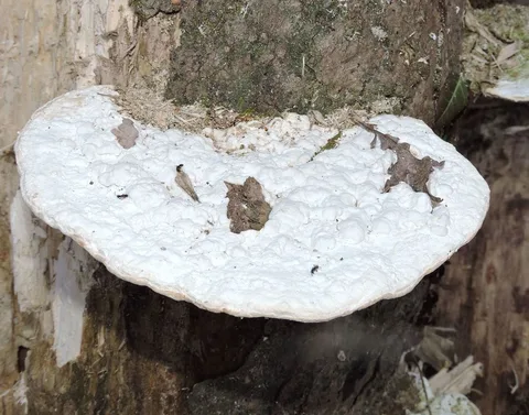 Trametes gibbosa (Pólipo abultado) — ficha de estudio