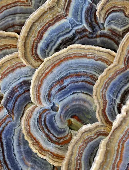 Trametes versicolor (Cola de pavo) — ficha de estudio
