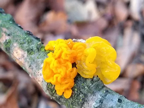Tremella mesenterica (Tremella amarilla) — ficha de estudio