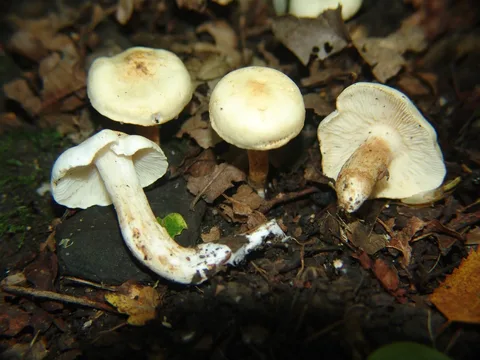 Tricholoma album — ficha de estudio