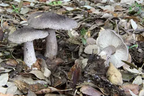 Tricholoma atrosquamosum — ficha de estudio
