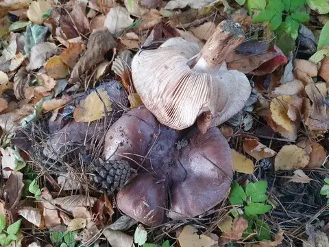 Tricholoma batschii — ficha de estudio
