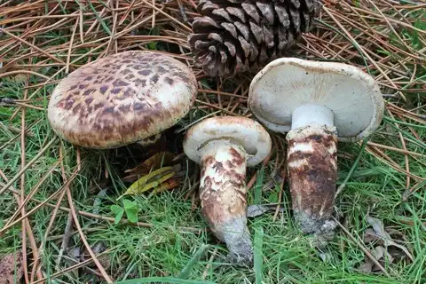 Tricholoma caligatum (Tricoloma caligado) — ficha de estudio