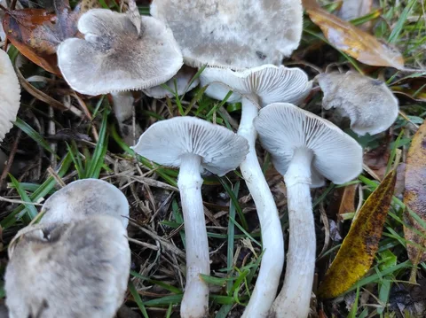 Tricholoma cingulatum — ficha de estudio