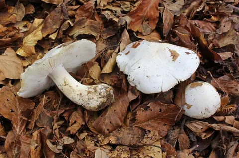 Tricholoma columbetta (Tricoloma paloma) — ficha de estudio
