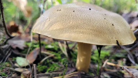 Tricholoma equestre — foto de estudio (proxy same-origin)