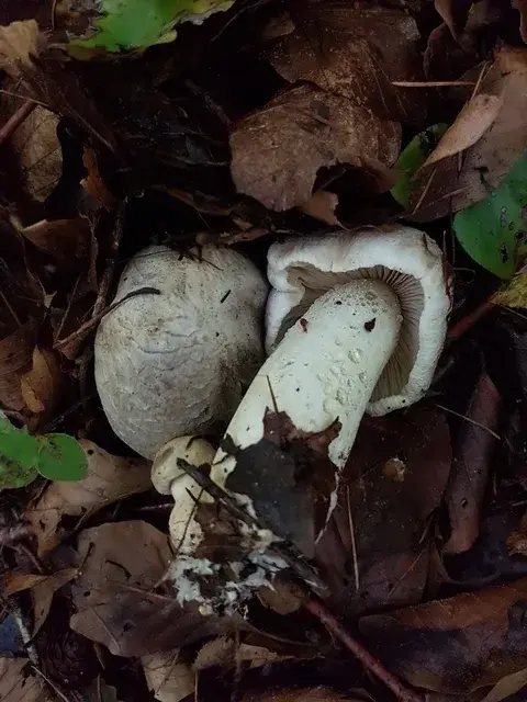 Tricholoma filamentosum — ficha de estudio